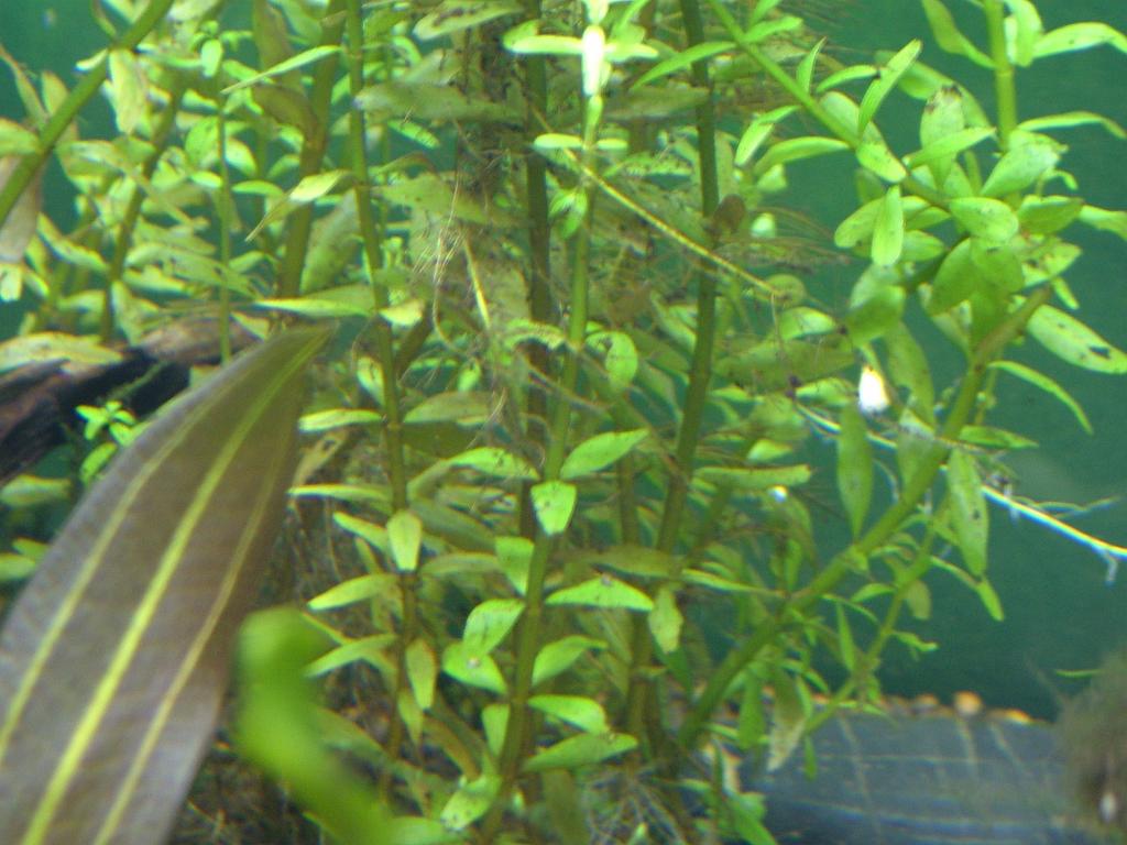 Aqua 049.JPG